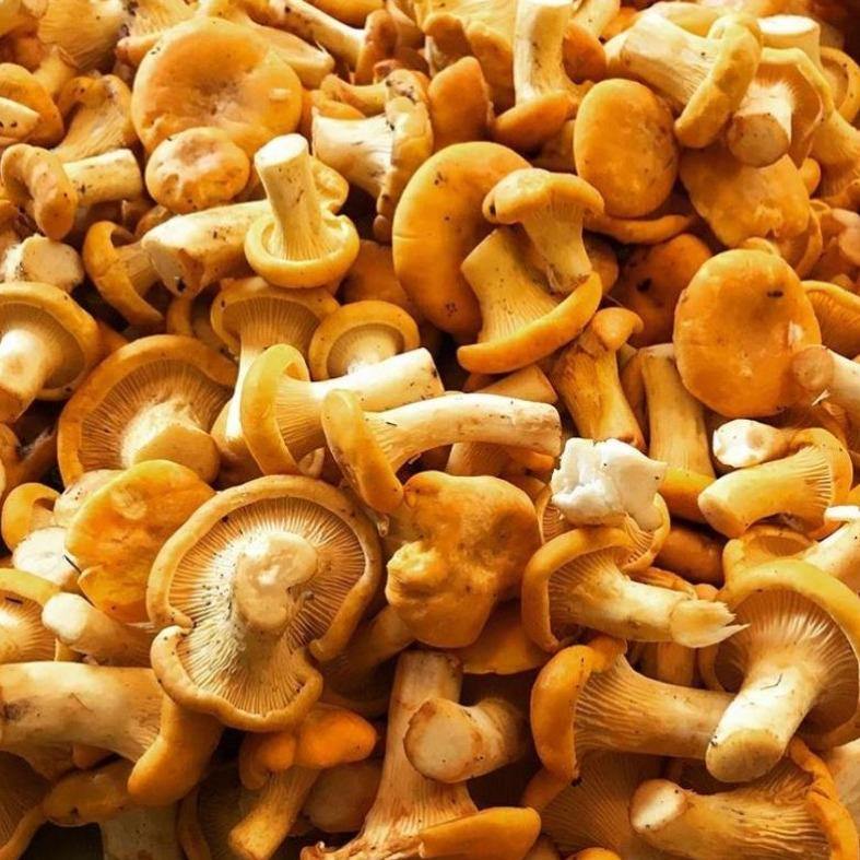 Chanterelle