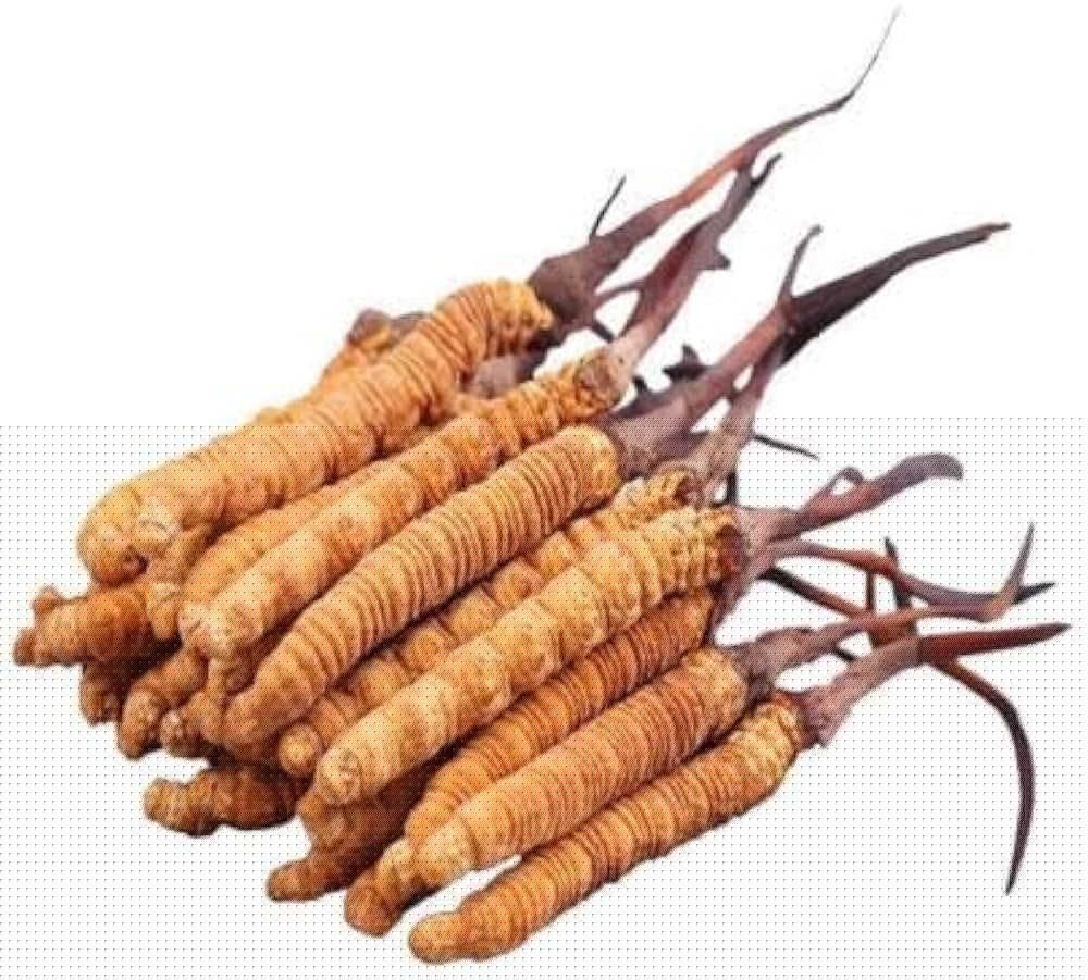 Cordyceps Sinensis