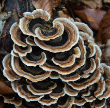 Turkey Tail
